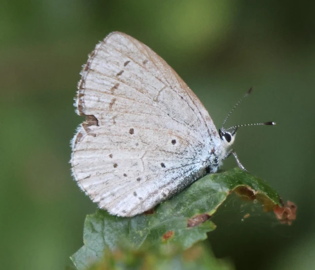 Celastrina argiolus - bengeboglárka