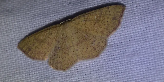 Cyclophora porata - körös pettyesaraszoló