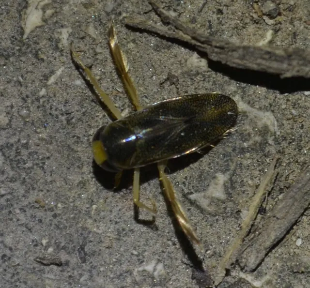 Corixidae - búvárpoloskák Corixidae - búvárpoloskák