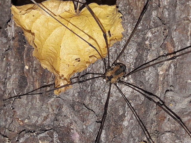 Opiliones - Kaszáspókok