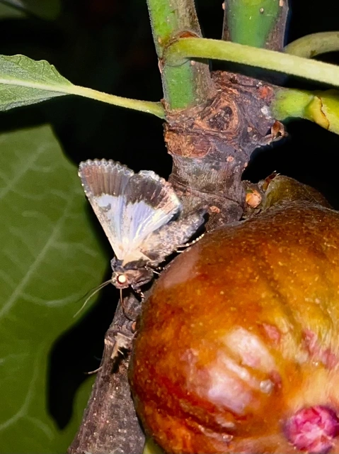 Anophia leucomelas - déli folyófűbagoly