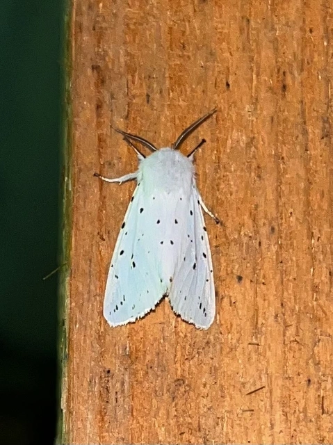 Spilosoma lubricipedum/urticae