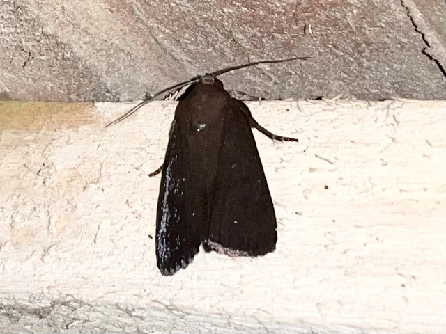 Amphipyra livida - zsírfényű bagoly