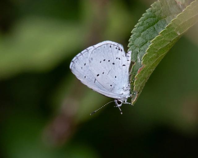 Celastrina argiolus - bengeboglárka