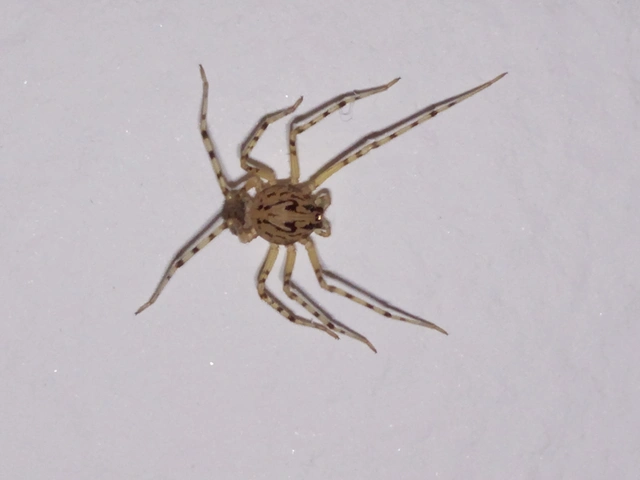 Scytodes thoracica - közönséges csupaszpók