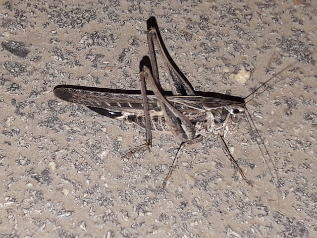 Platycleis affinis - púposhasú rétiszöcske