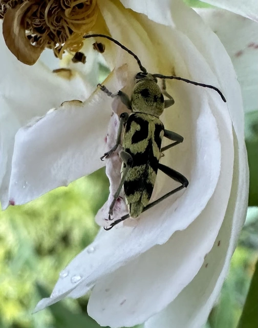 Chlorophorus varius - díszes darázscincér