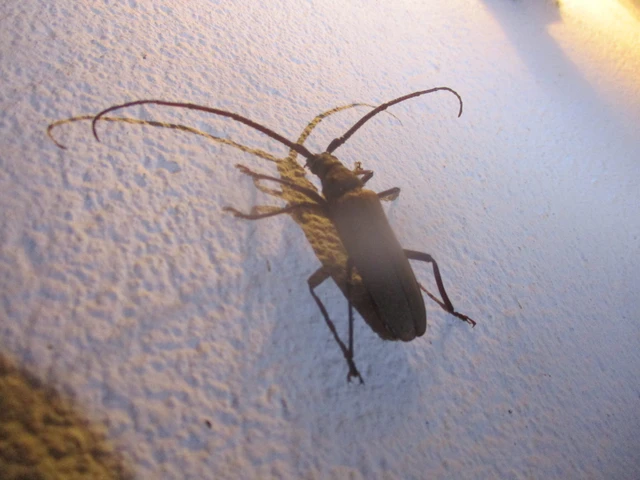 Aegosoma scabricorne - diófacincér
