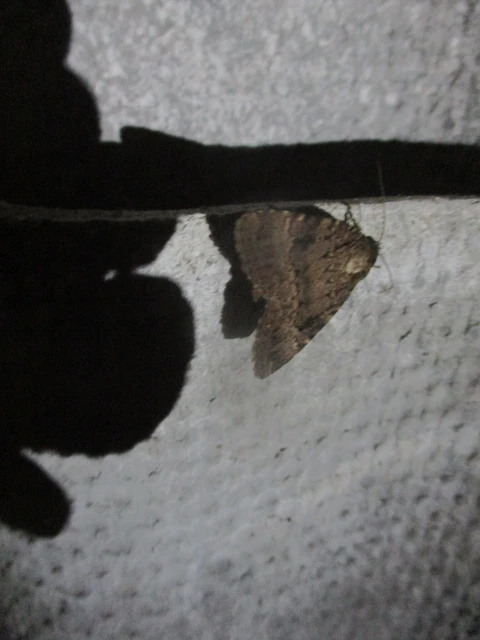 Amphipyra berbera/pyramidea