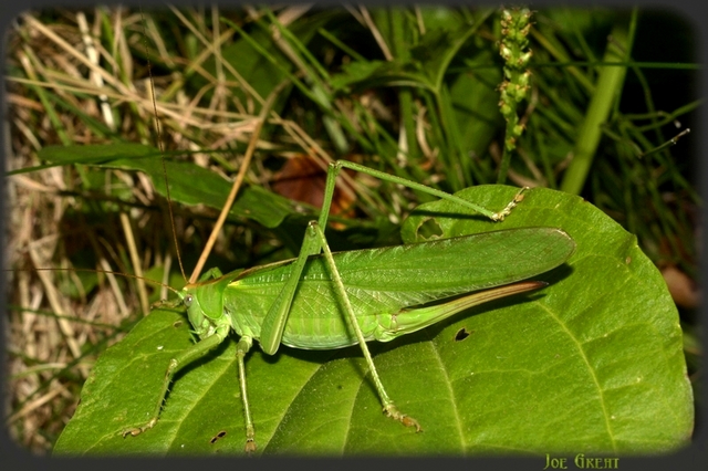Tettigonia viridissima - zöld lombszöcske