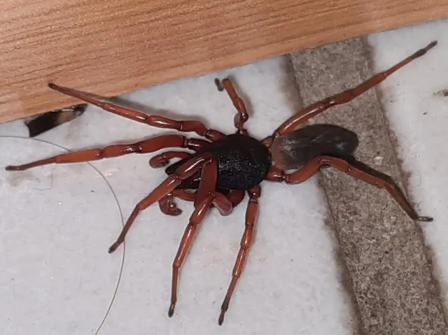 Dysdera
