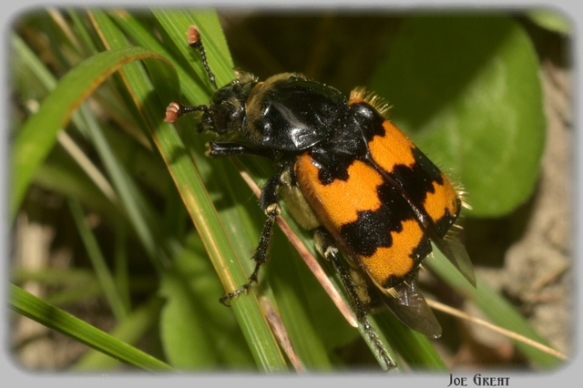 Nicrophorus vespillo - közönséges temetőbogár