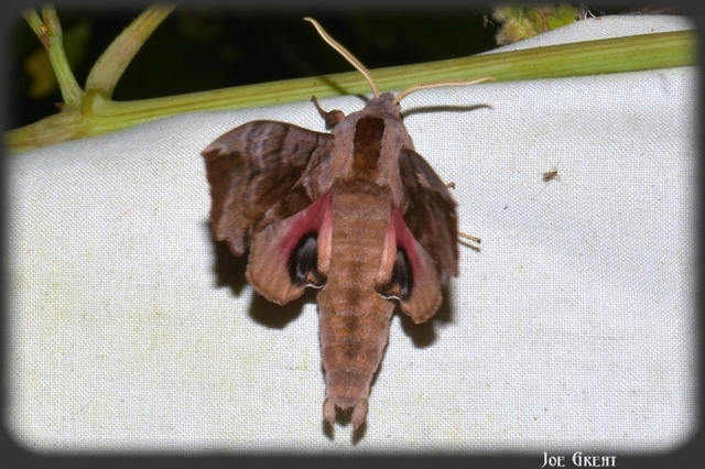 Smerinthus ocellatus - esti pávaszem
