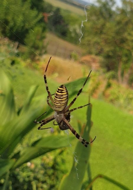 Argiope bruennichi - darázspók