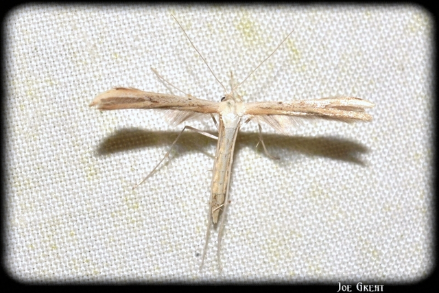 Pterophoridae - tollasmolyfélék