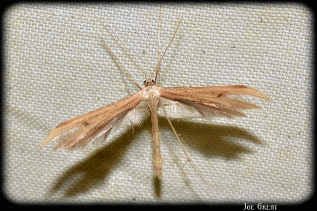 Pterophoridae - tollasmolyfélék