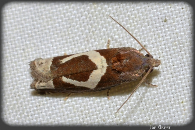 Epiblema foenella - kampósfoltú tükrösmoly