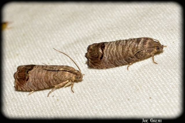 Cydia pomonella - almamoly
