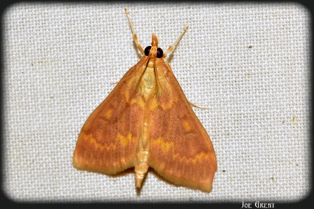 Ostrinia nubilalis - kukoricamoly