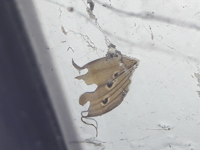 Aphantopus hyperanthus - közönséges ökörszemlepke