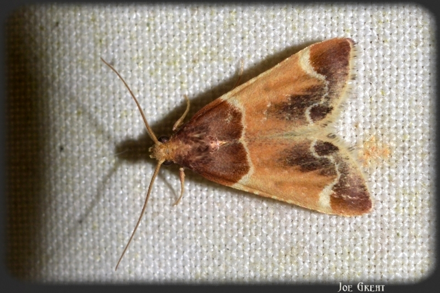 Pyralis farinalis - lisztilonca