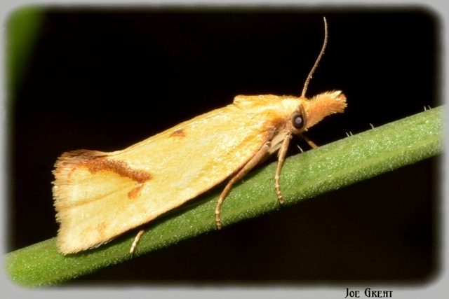 Agapeta hamana - közönséges sárgamoly