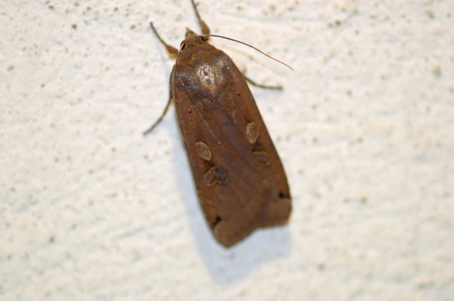 Noctua pronuba - nagy sárgafűbagoly
