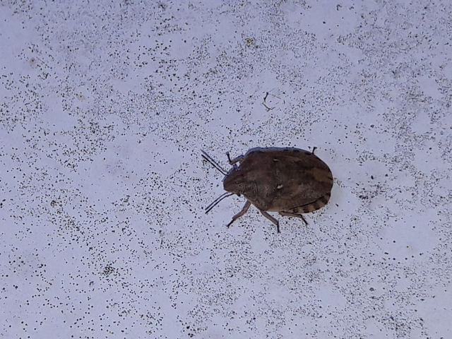 Eurygaster Eurygaster