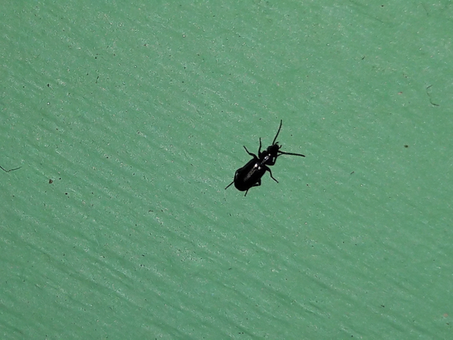 Microlestes