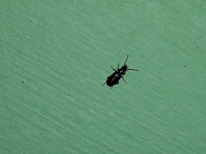 Microlestes