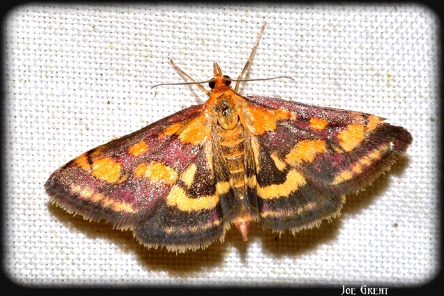 Pyrausta purpuralis - közönséges bíbormoly