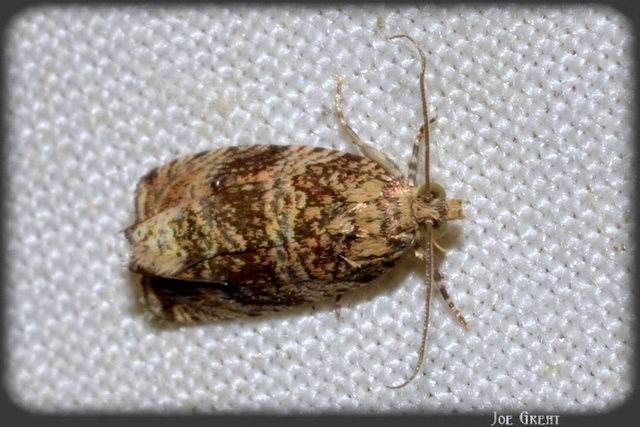 Celypha lacunana - vízparti tükrösmoly