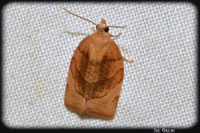 Tortricidae - sodrómolyfélék