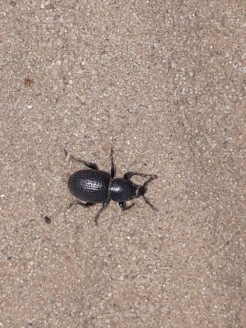 Psallidium maxillosum - fekete barkó