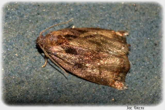 Tortricidae - sodrómolyfélék