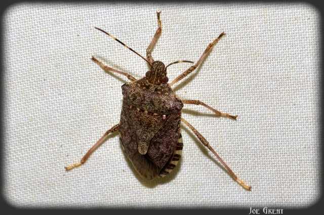 Halyomorpha halys - ázsiai márványospoloska