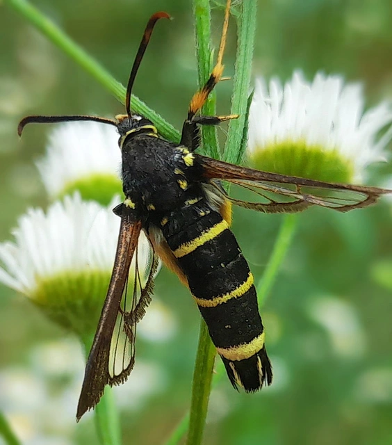 Paranthrene tabaniformis - bögölyszitkár