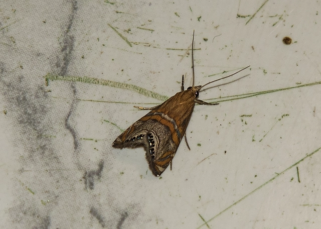 Euchromius bella - cifra mozaikmoly