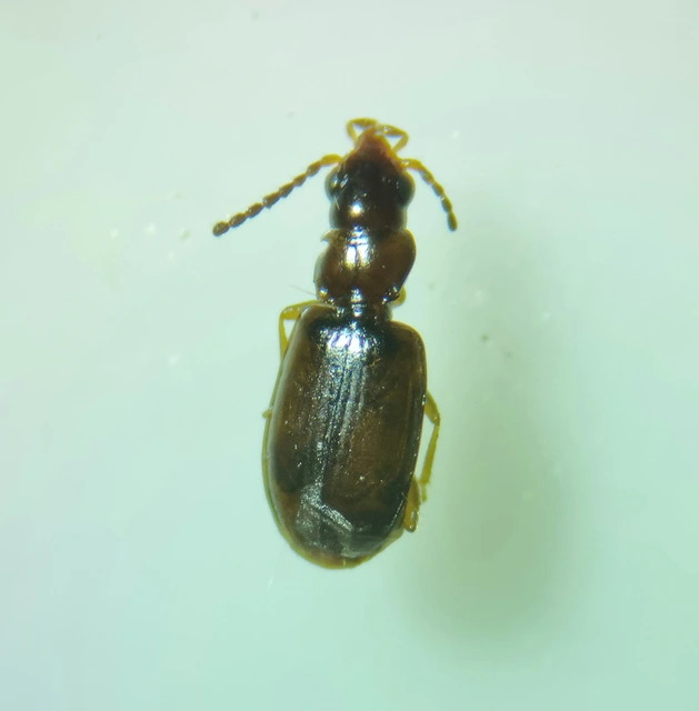 Tachys bistriatus - közönséges martfutó