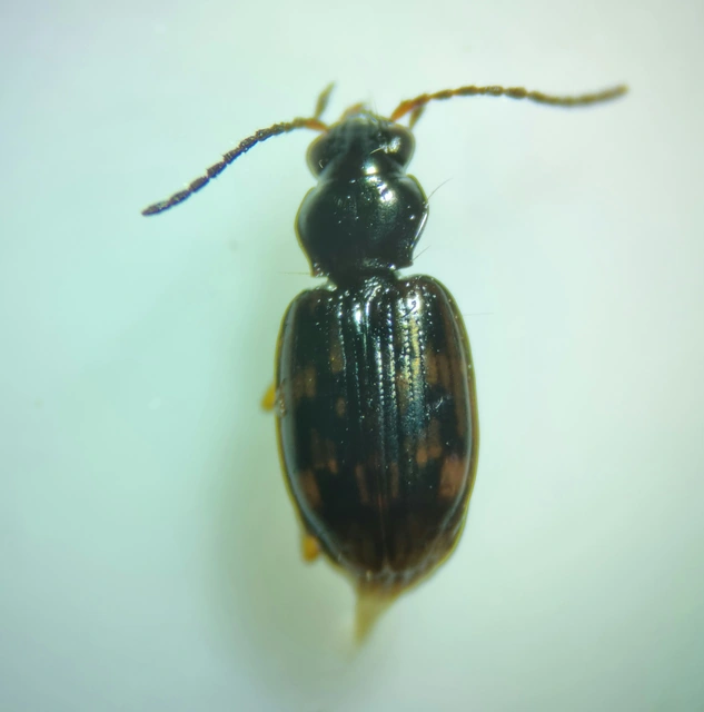 Bembidion octomaculatum - nyolcfoltos gyorsfutó