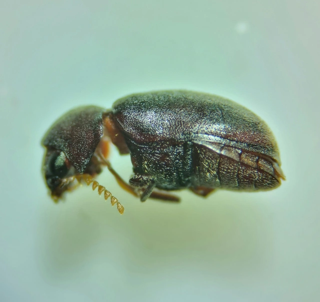 Ptinidae - tolvajbogarak