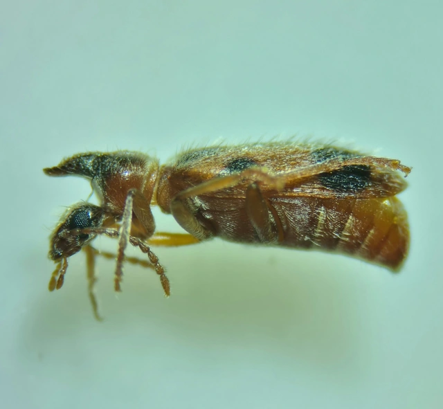 Notoxus monoceros - sárgahasú nyakszarvúbogár