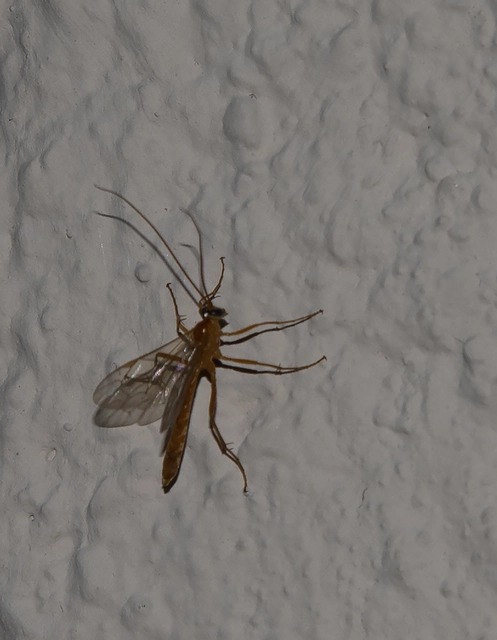 Ichneumonidae - valódi fürkészdarazsak