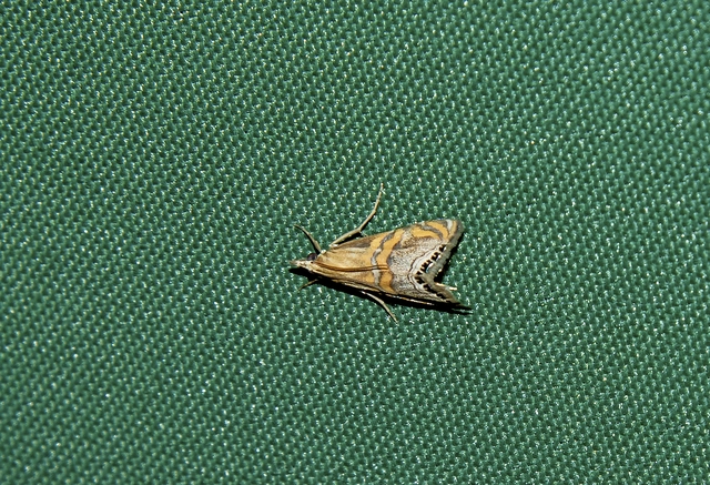 Euchromius bella - cifra mozaikmoly