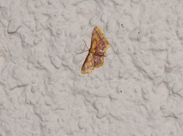 Idaea muricata - mocsári pirosaraszoló