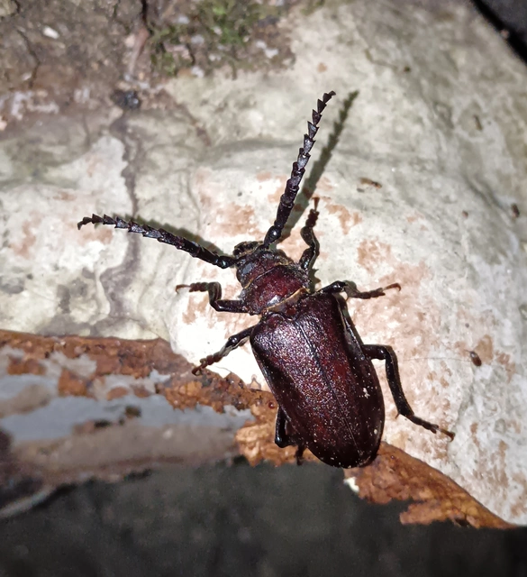 Prionus coriarius - csőszcincér