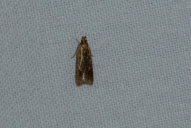 Helcystogramma
