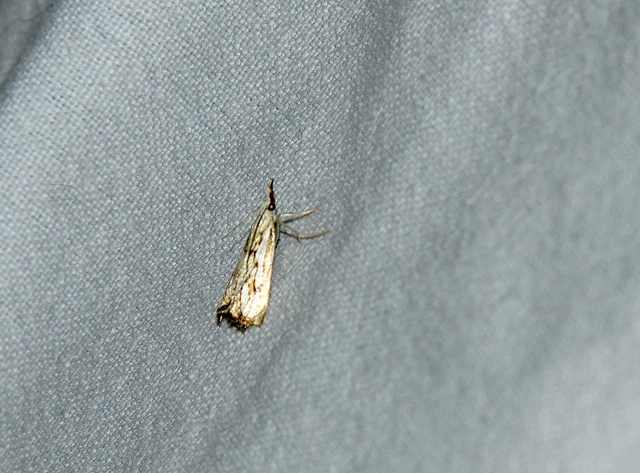 Catoptria falsella - hálós fűgyökérmoly