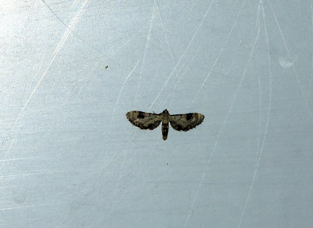 búzavirág-törpearaszoló - Eupithecia centaureata