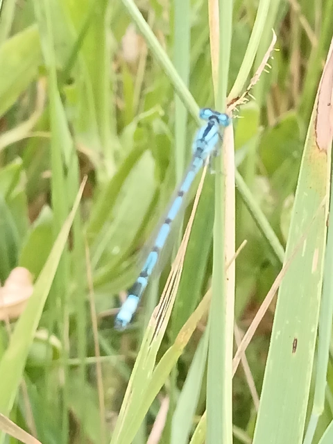Enallagma cyathigerum - kéksávos légivadász